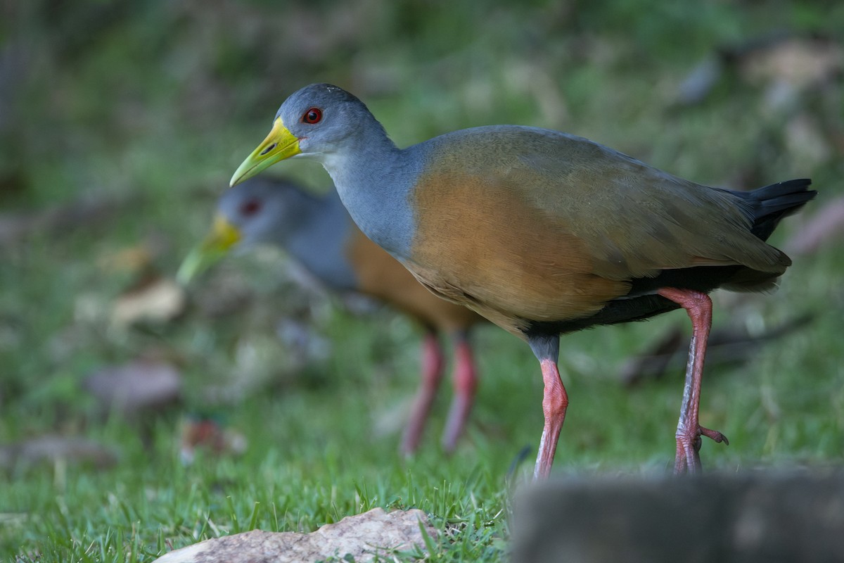 Gray-cowled Wood-Rail - ML619732891