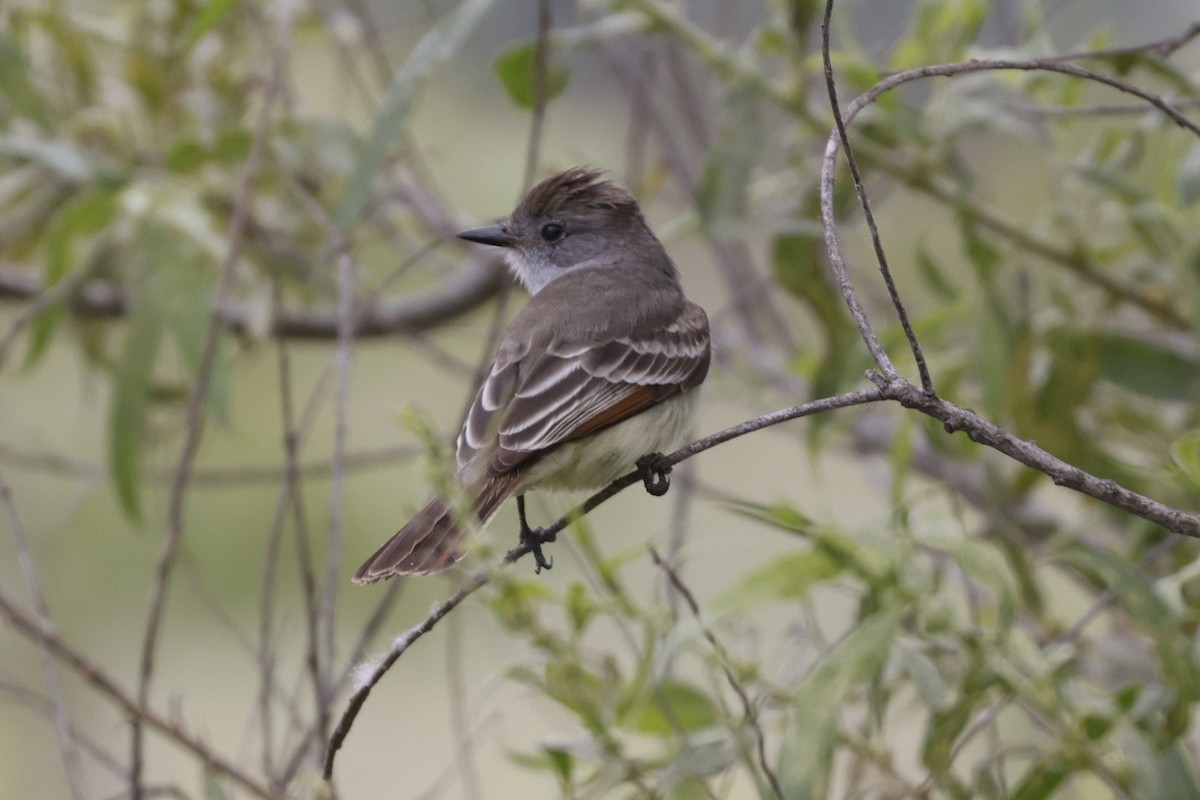 Ash-throated Flycatcher - ML619732933