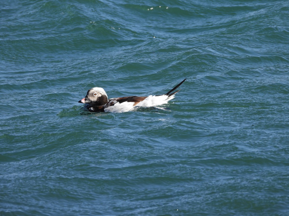 Long-tailed Duck - ML619732939