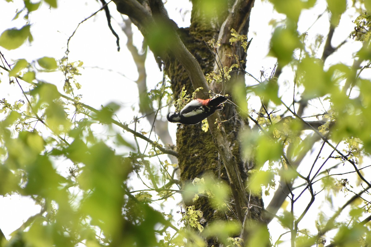 Great Spotted Woodpecker - ML619732955