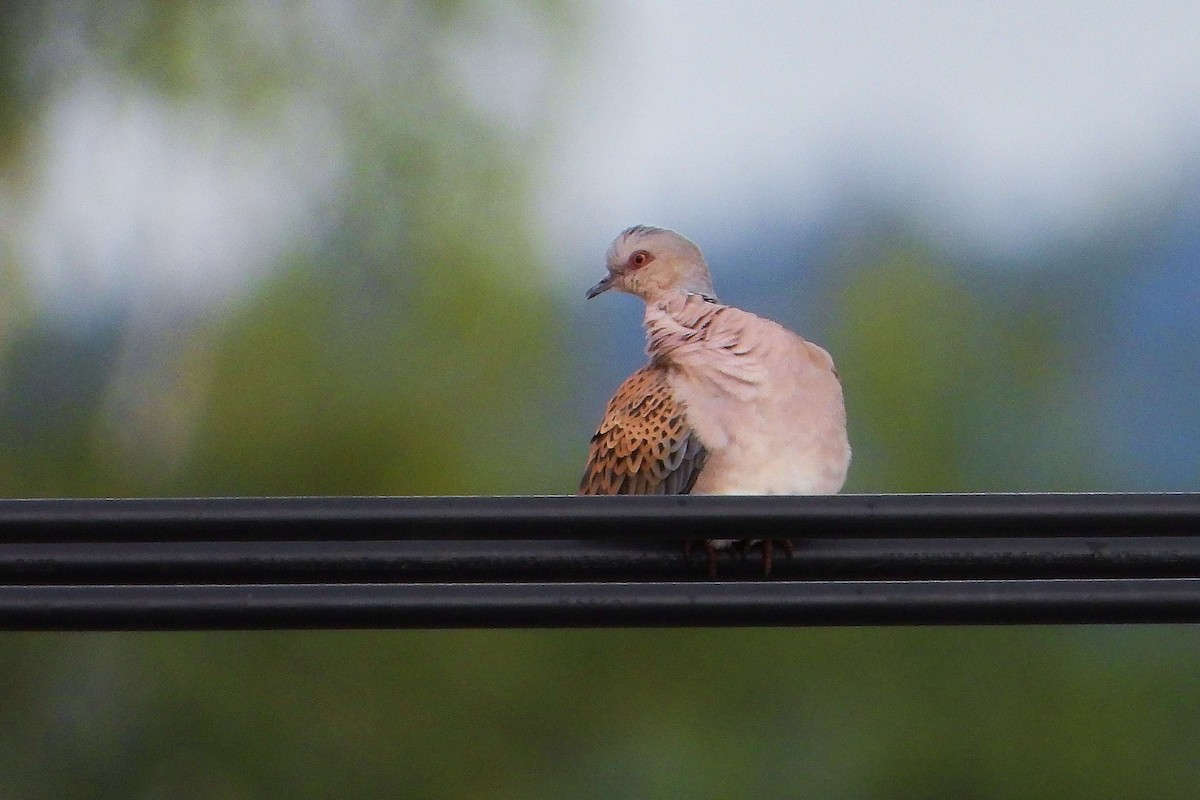 European Turtle-Dove - ML619732980