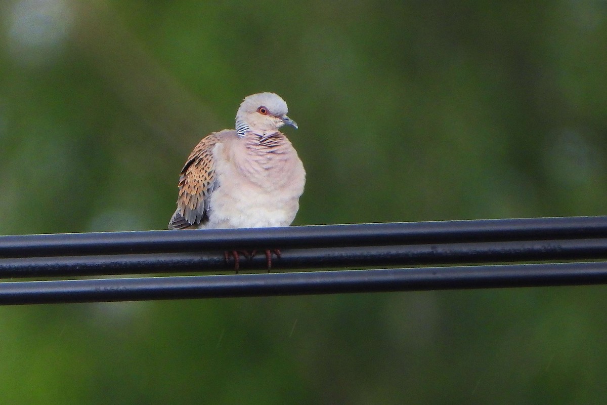 European Turtle-Dove - ML619732981