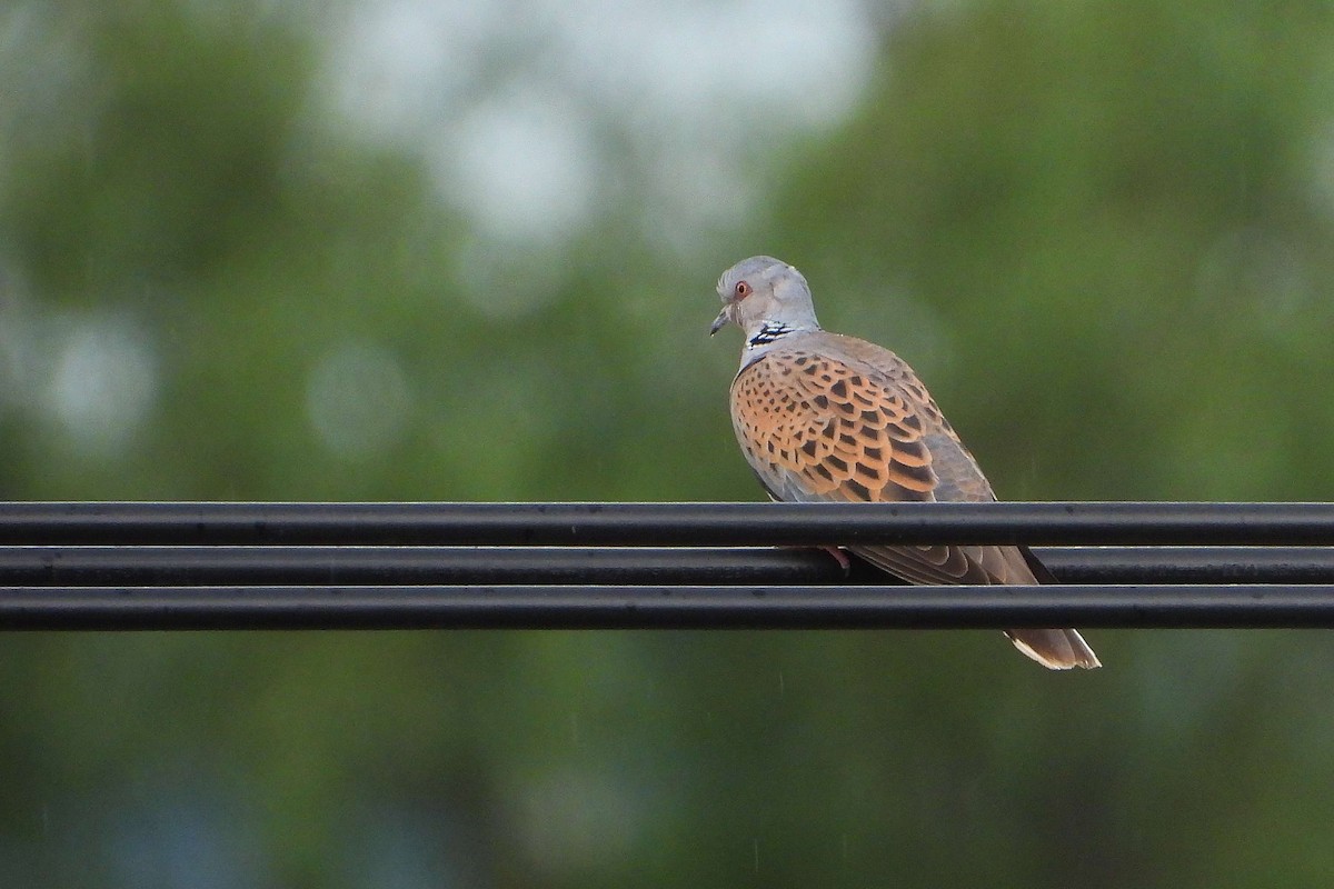 European Turtle-Dove - ML619732982