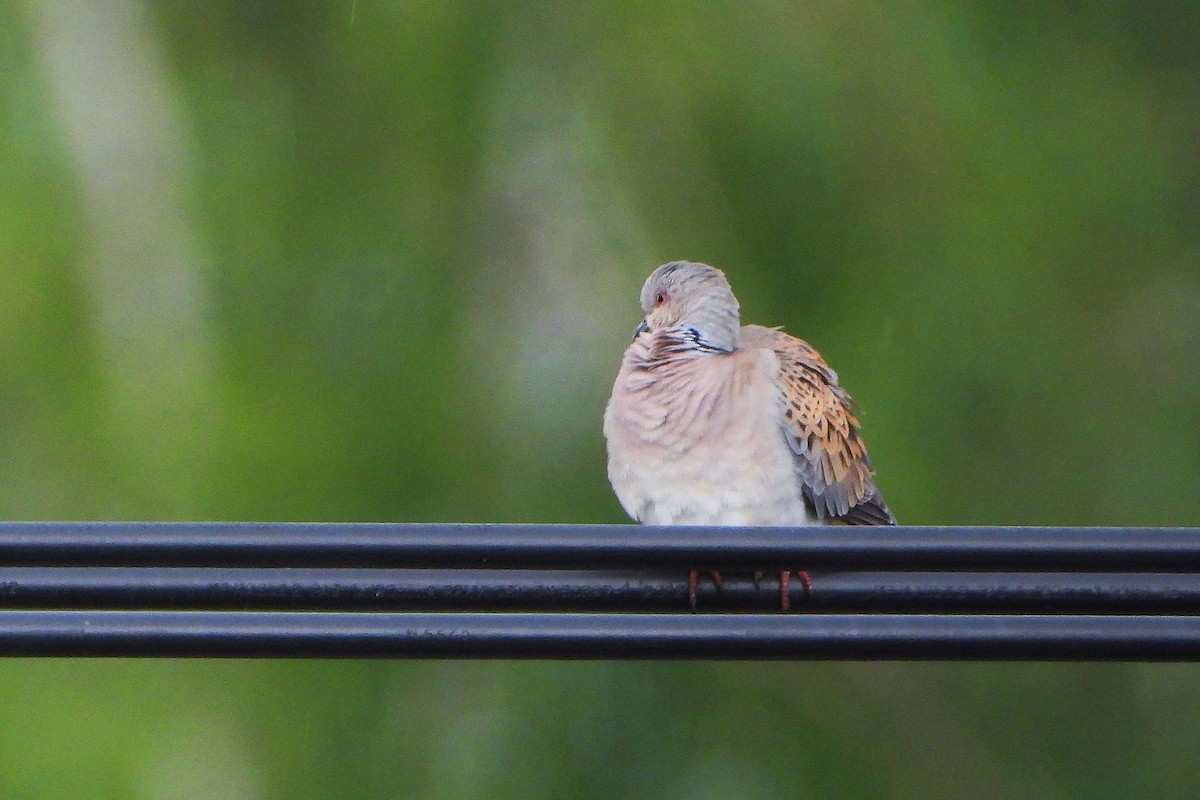 European Turtle-Dove - ML619732983