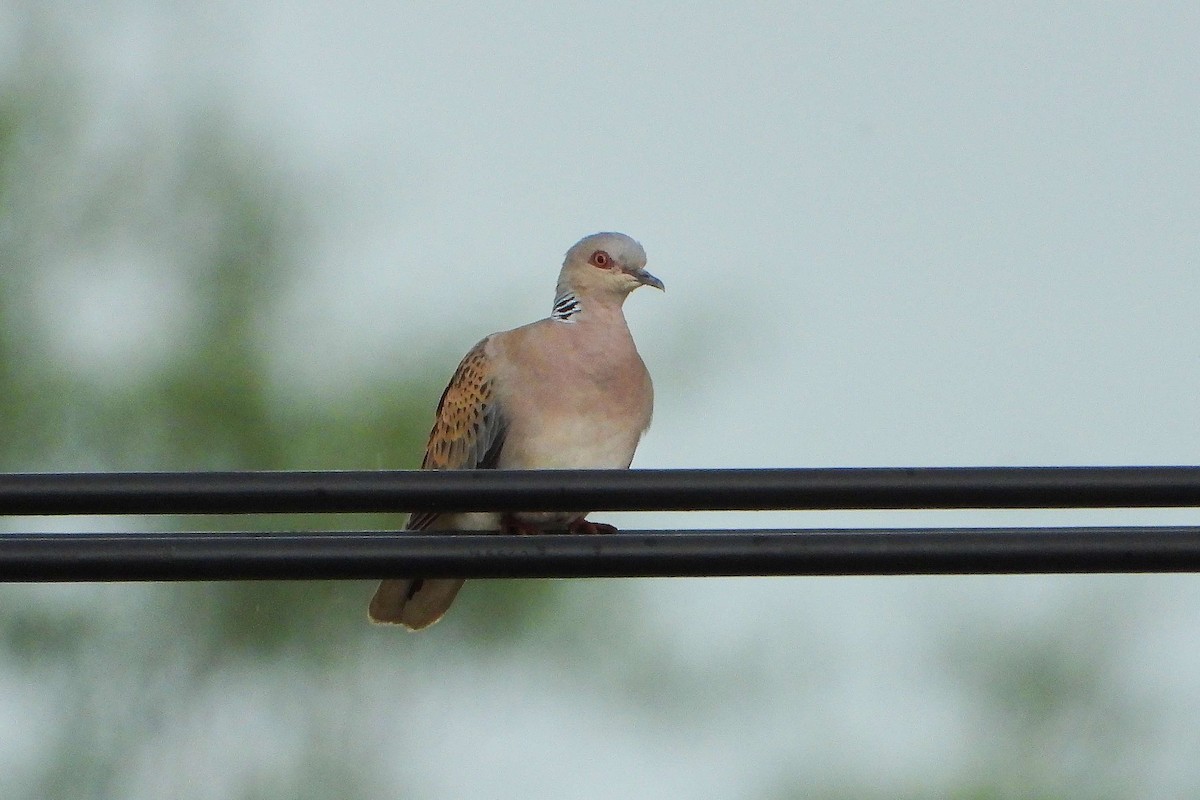 European Turtle-Dove - ML619732985