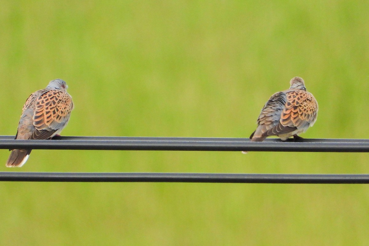 European Turtle-Dove - ML619732986