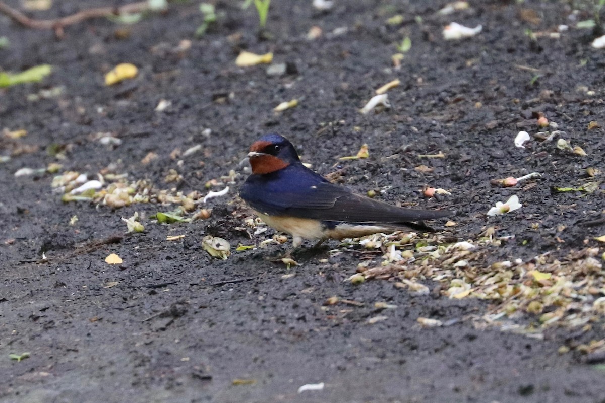 Barn Swallow - ML619733017