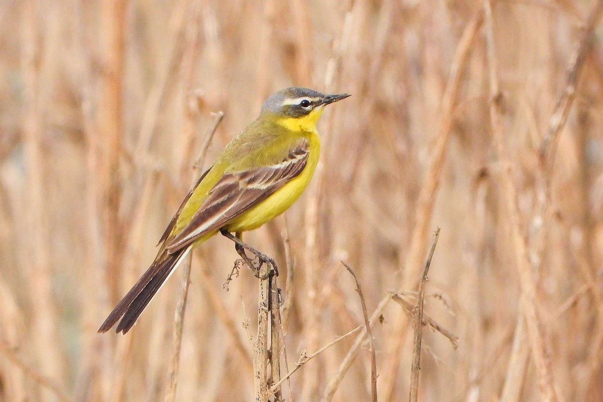 Western Yellow Wagtail - ML619733029