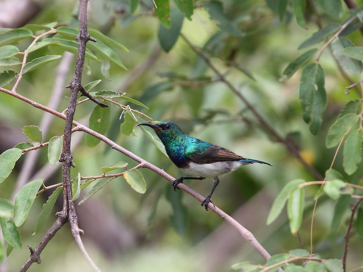 White-breasted Sunbird - ML619733044