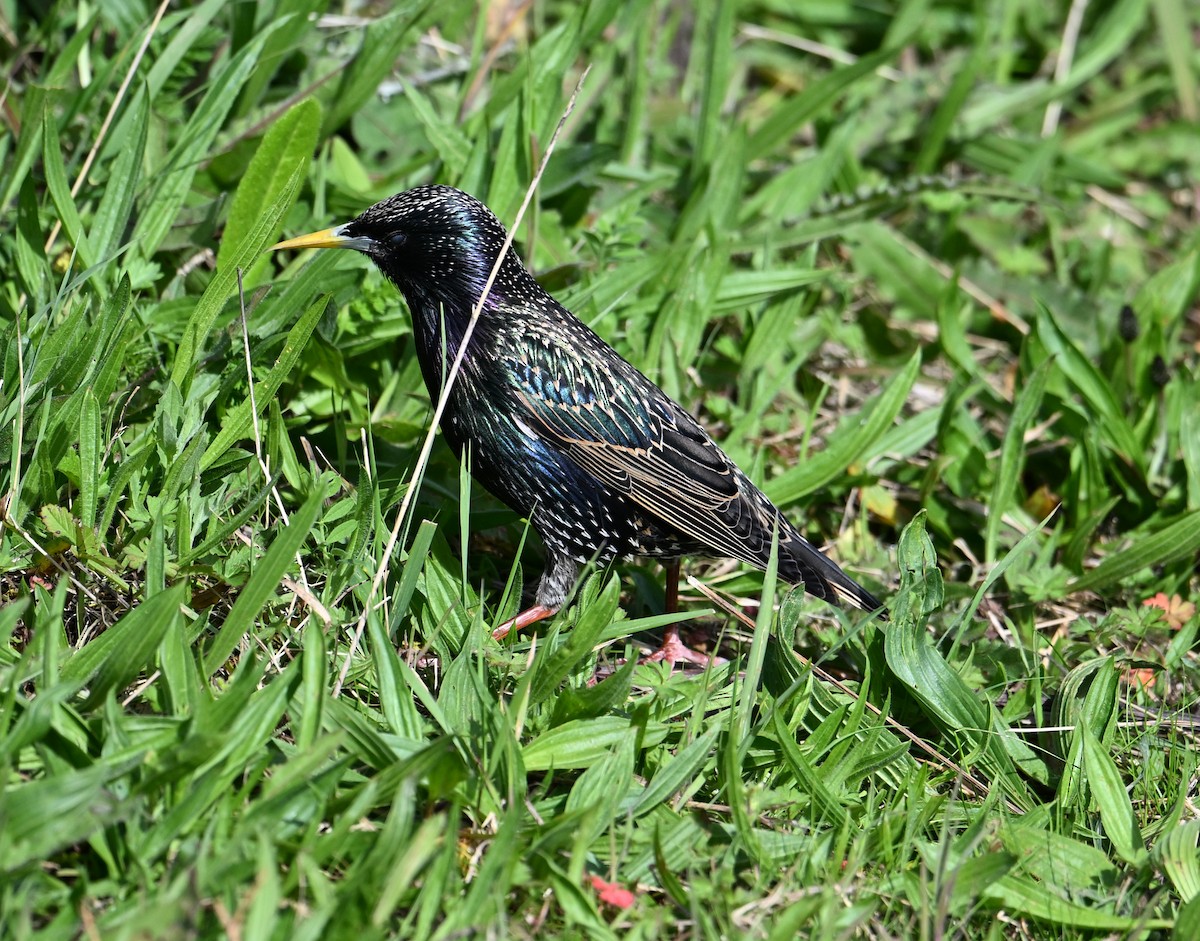 European Starling - ML619733057