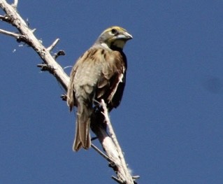 Dickcissel - ML619733059