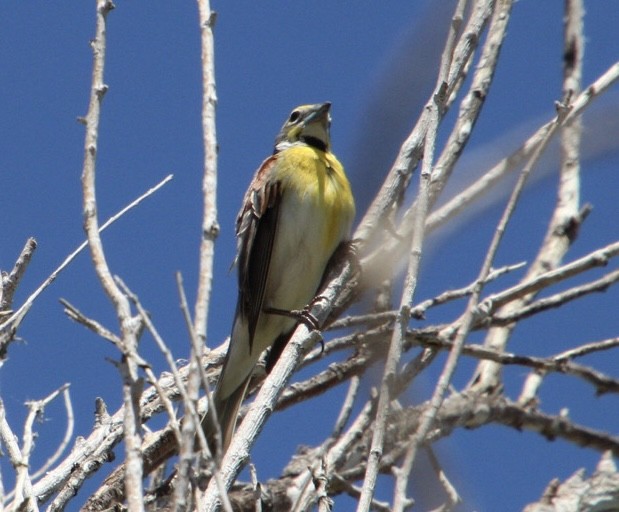 Dickcissel - ML619733060