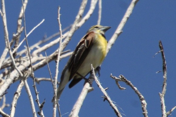 Dickcissel - ML619733061