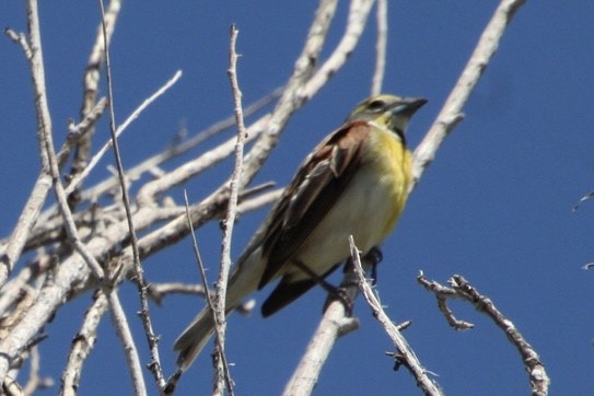 Dickcissel - ML619733062