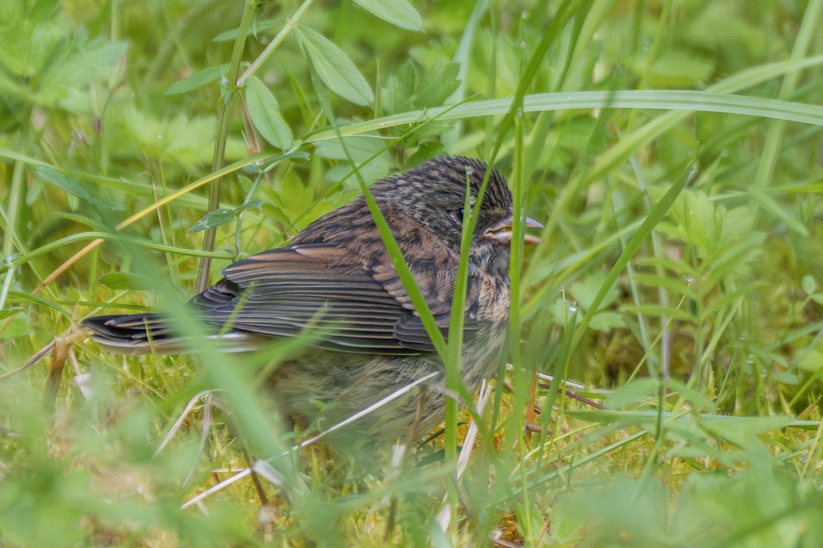 Dark-eyed Junco - ML619733084