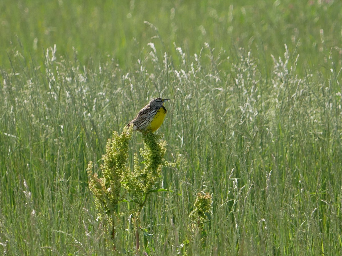 Eastern Meadowlark - ML619733093