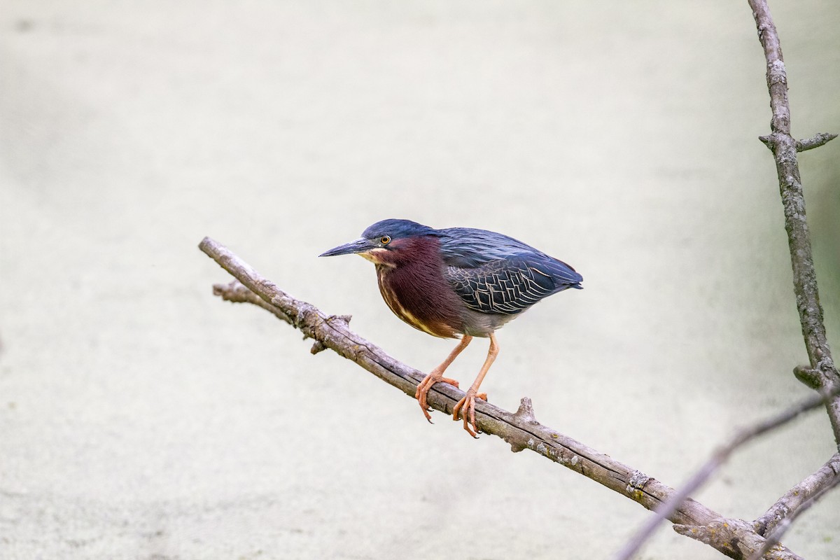 Grünreiher - ML619733111