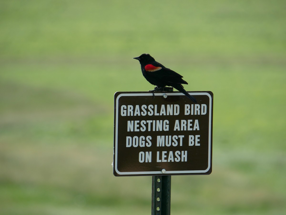 Red-winged Blackbird - Gail Smith