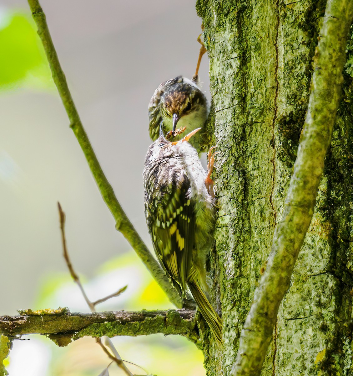 Short-toed Treecreeper - ML619733130