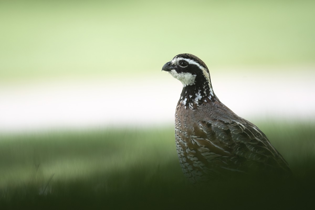 Northern Bobwhite - ML619733143