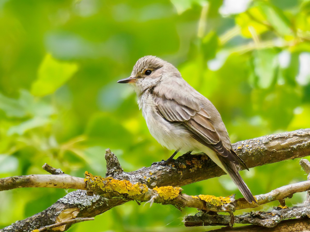 Spotted Flycatcher - ML619733163