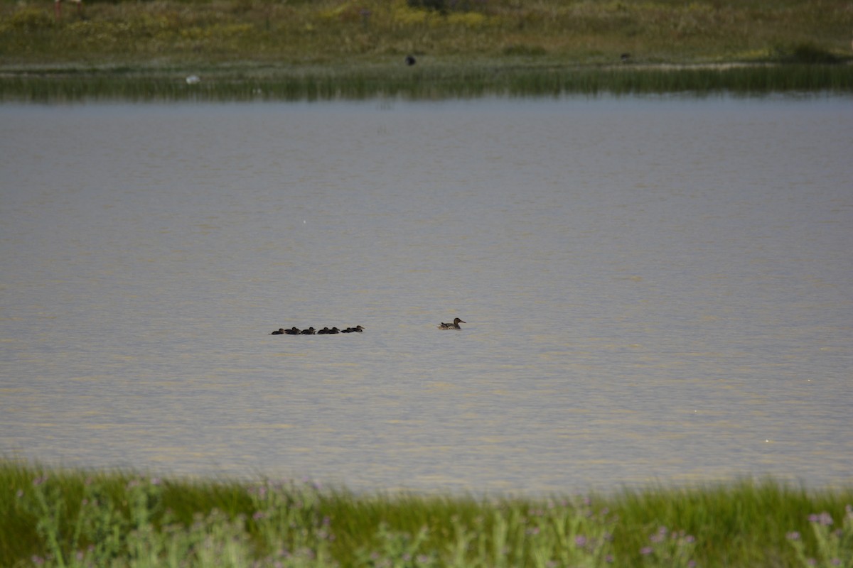 Northern Shoveler - ML619733165