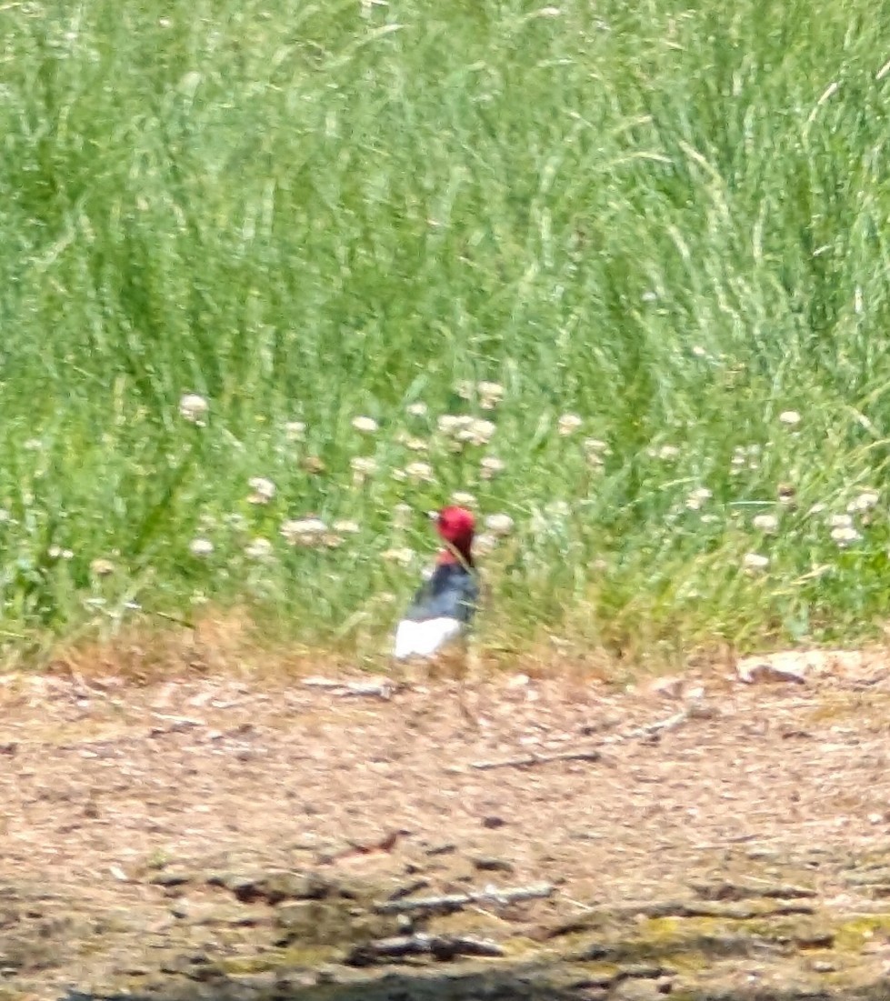 Red-headed Woodpecker - Robert J.  Synnett