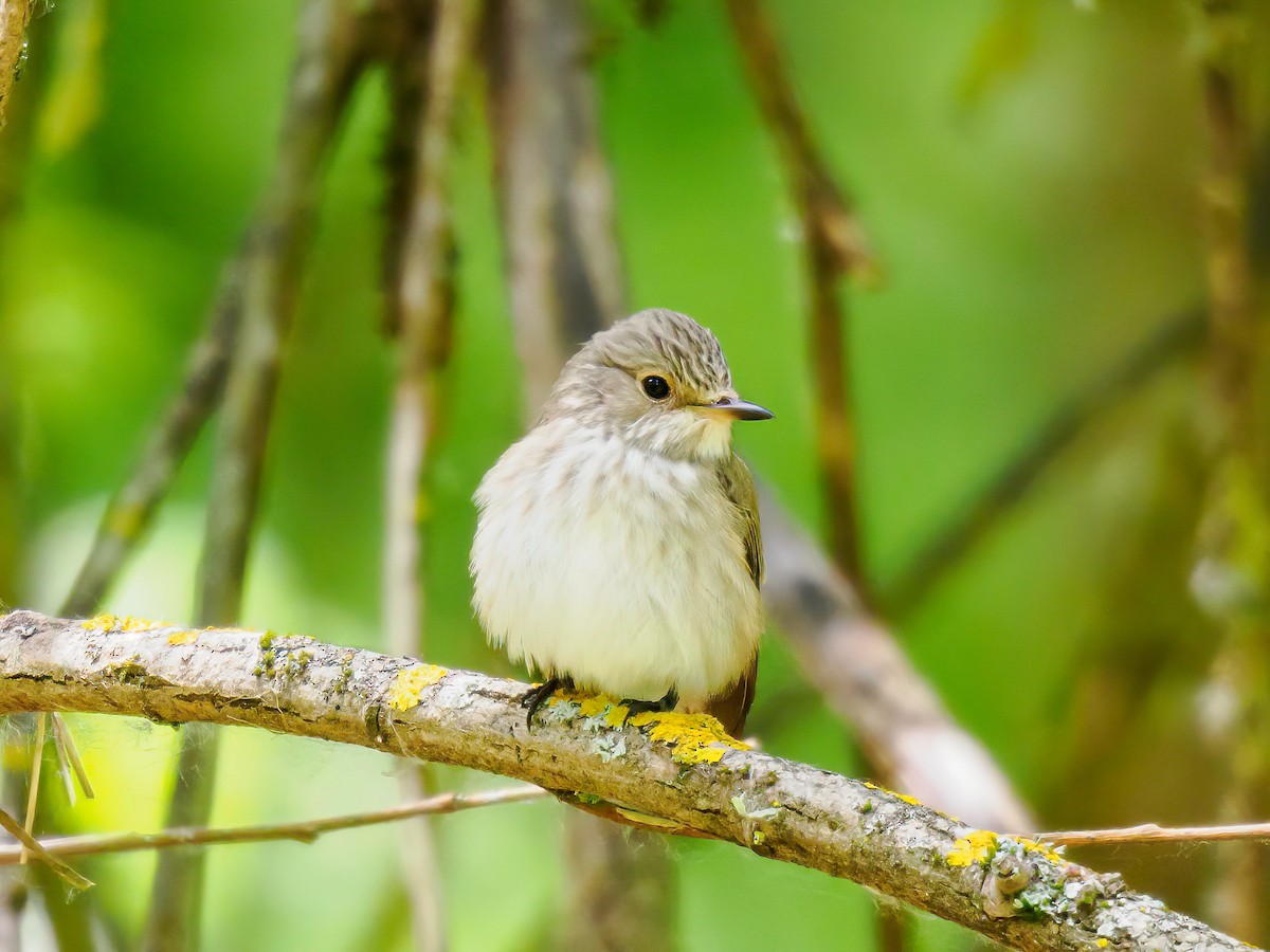 Spotted Flycatcher - ML619733174