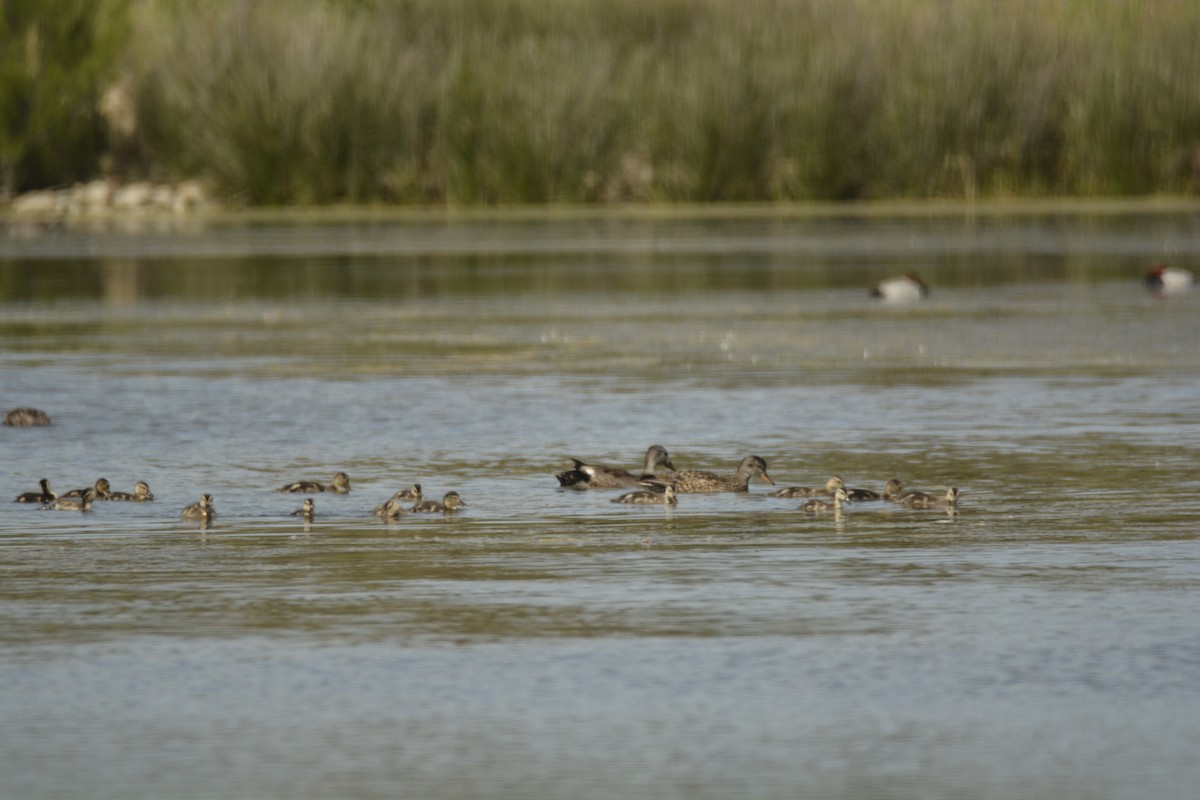 Gadwall - ML619733176