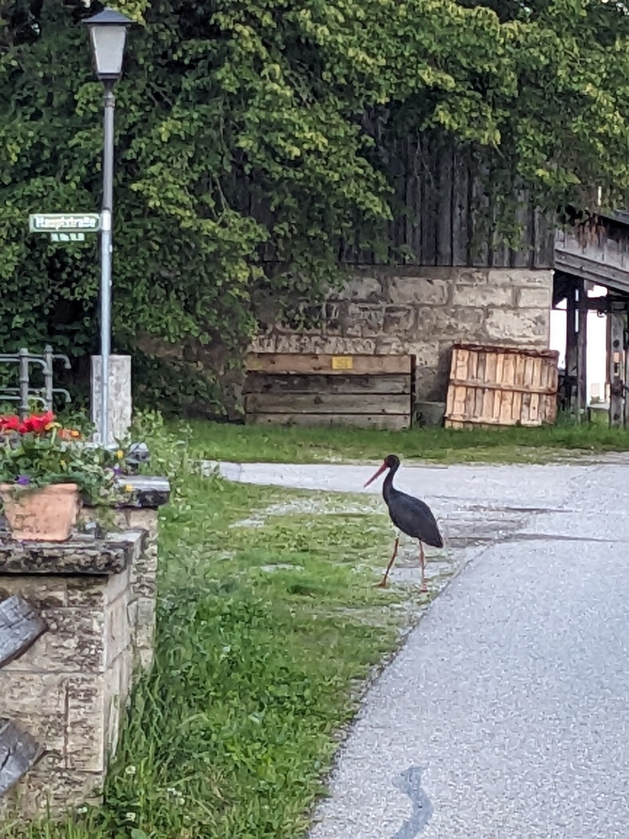 Black Stork - ML619733191