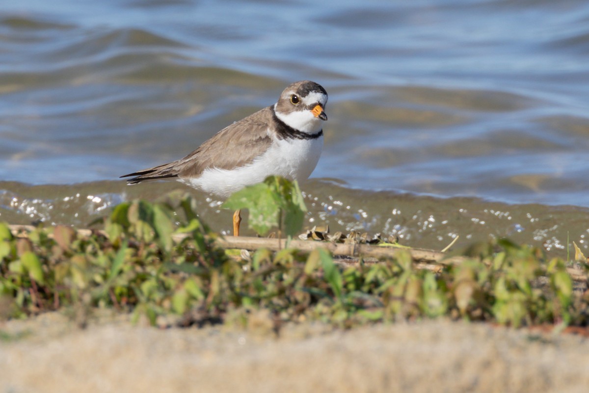 Semipalmated Plover - ML619733201