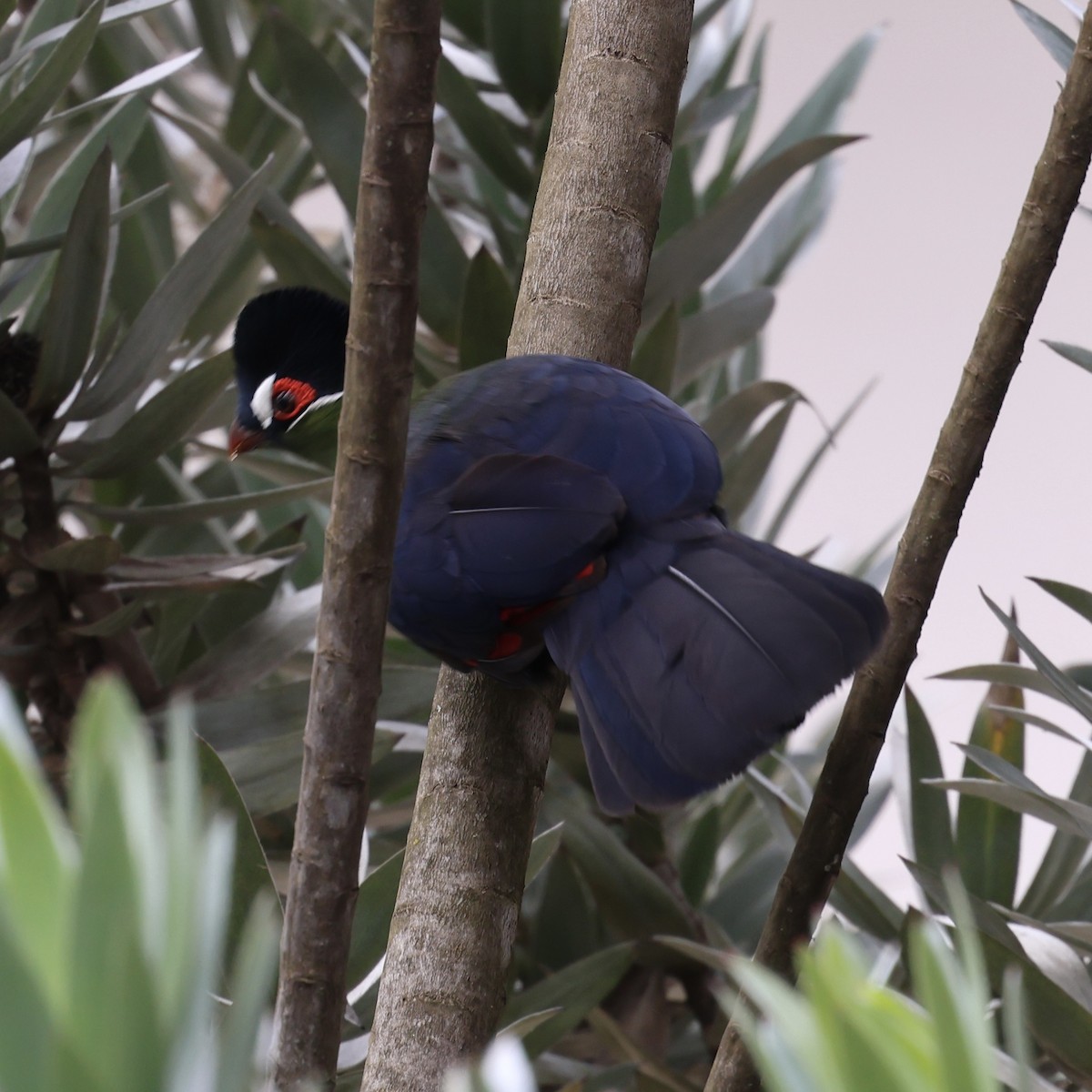 Turaco de Hartlaub - ML619733213