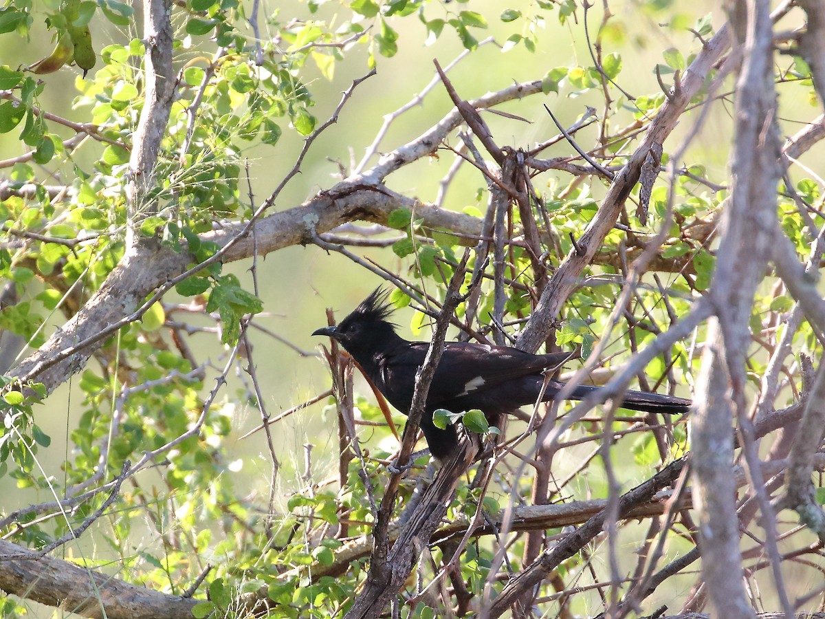 Pied Cuckoo - ML619733239