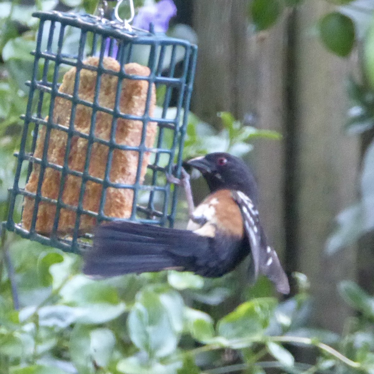 Spotted Towhee - ML619733275