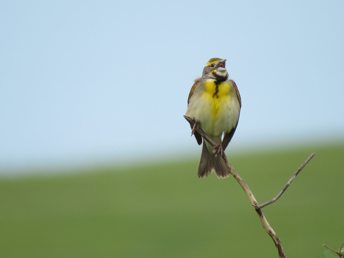 Dickcissel - ML619733283