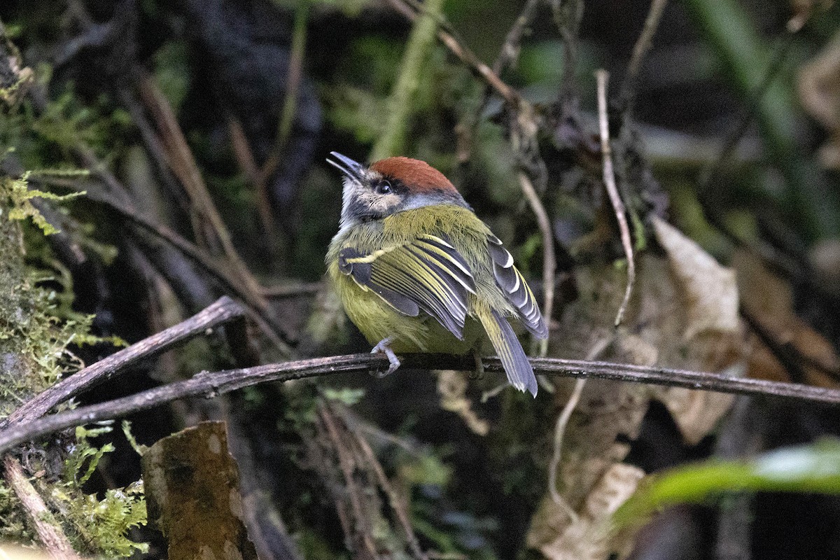 Rufous-crowned Tody-Flycatcher - ML619733284