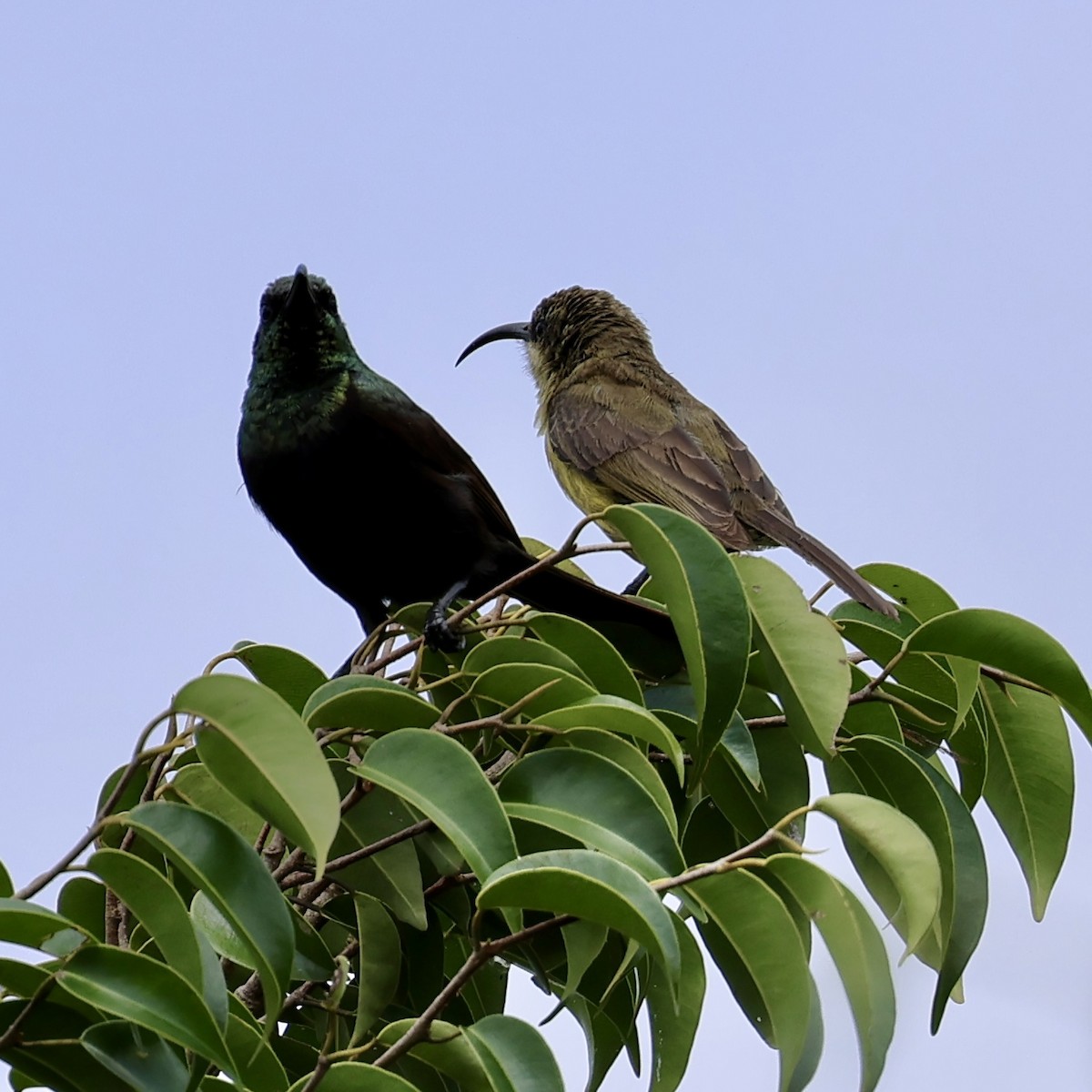 Bronzenektarvogel - ML619733297