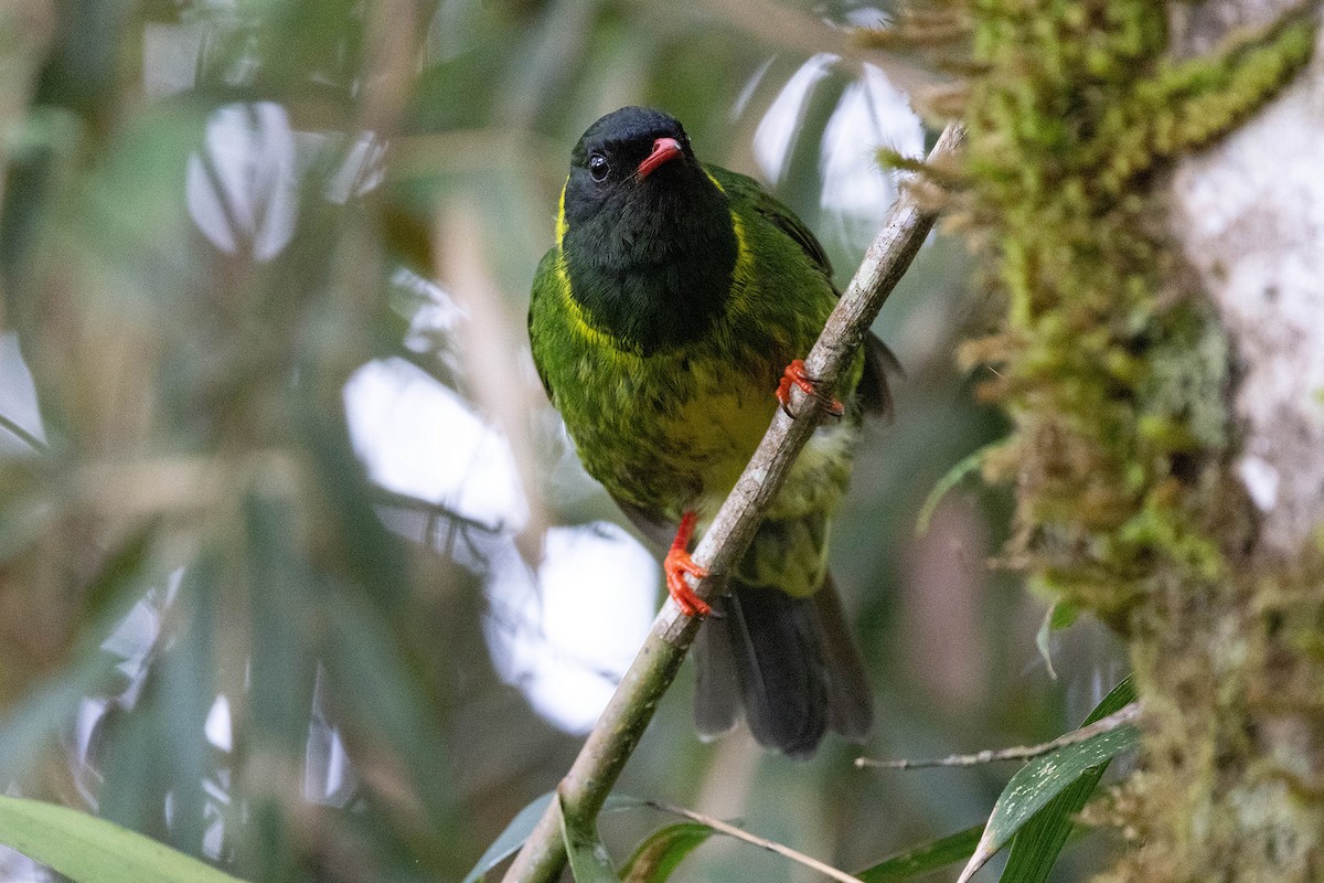 Green-and-black Fruiteater (Green-and-black) - ML619733308