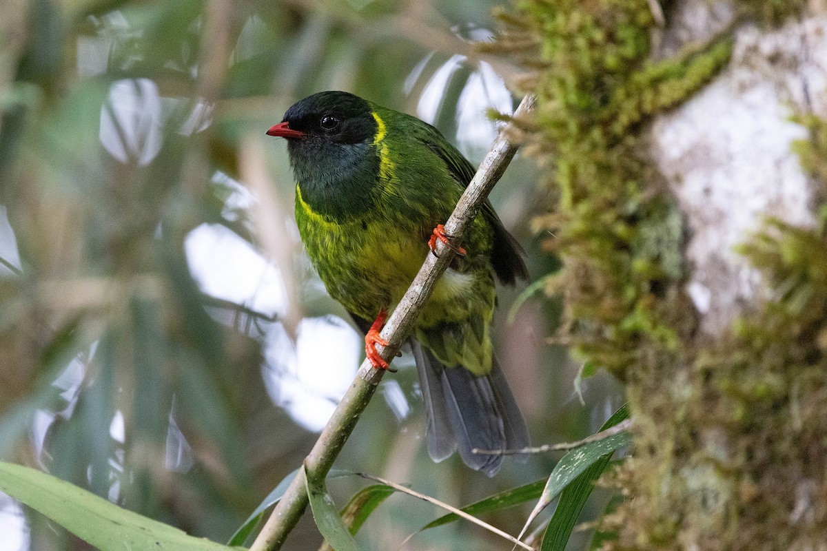 Green-and-black Fruiteater (Green-and-black) - ML619733312