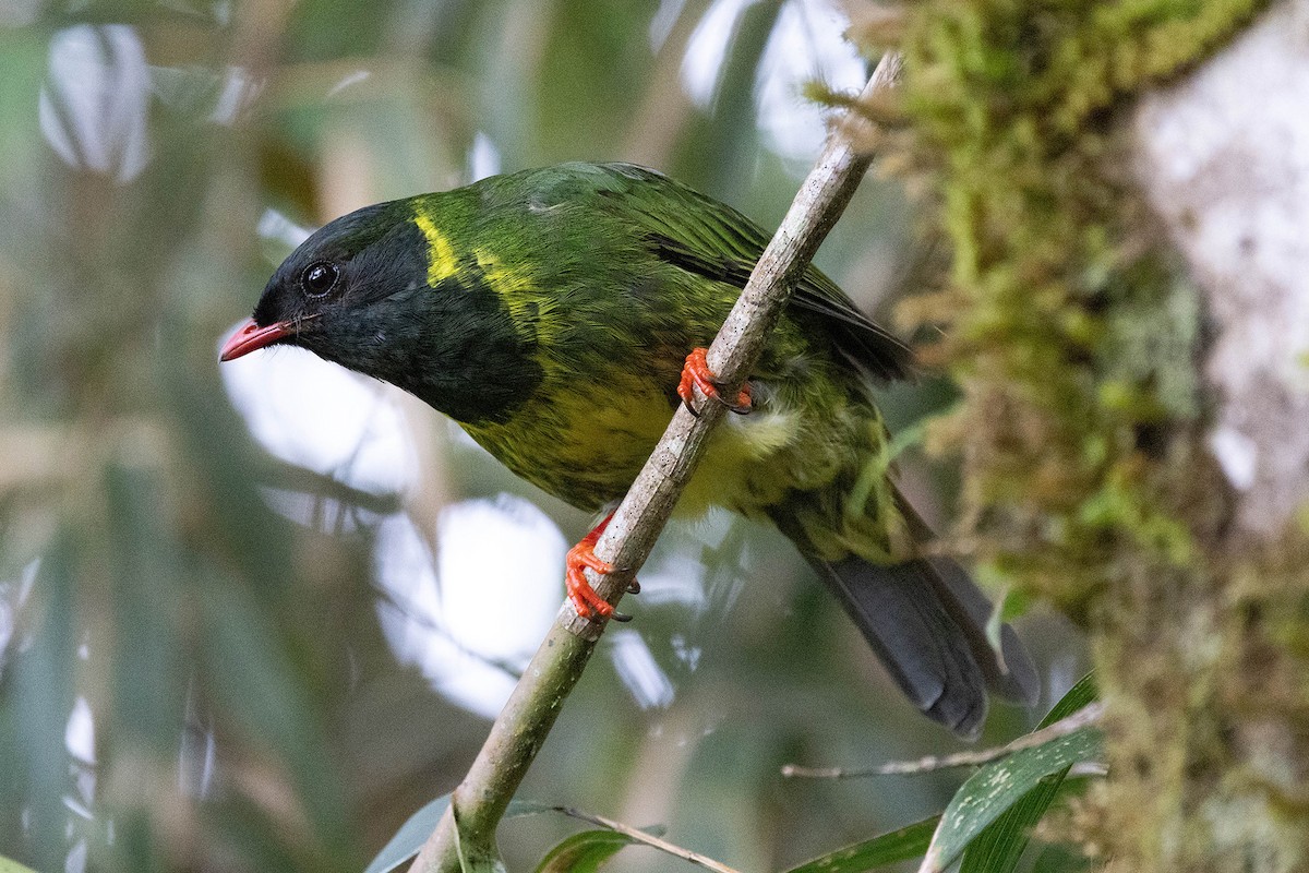 Green-and-black Fruiteater (Green-and-black) - ML619733315