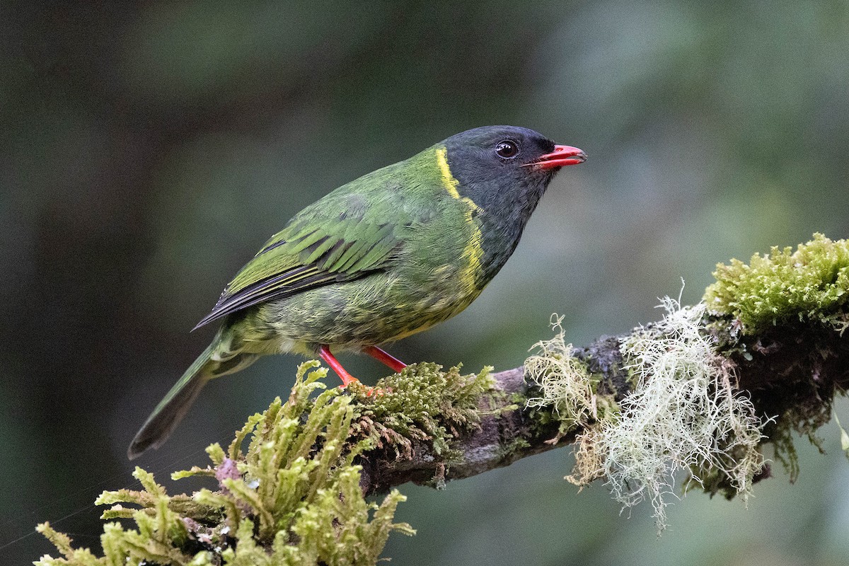 Green-and-black Fruiteater (Green-and-black) - ML619733320