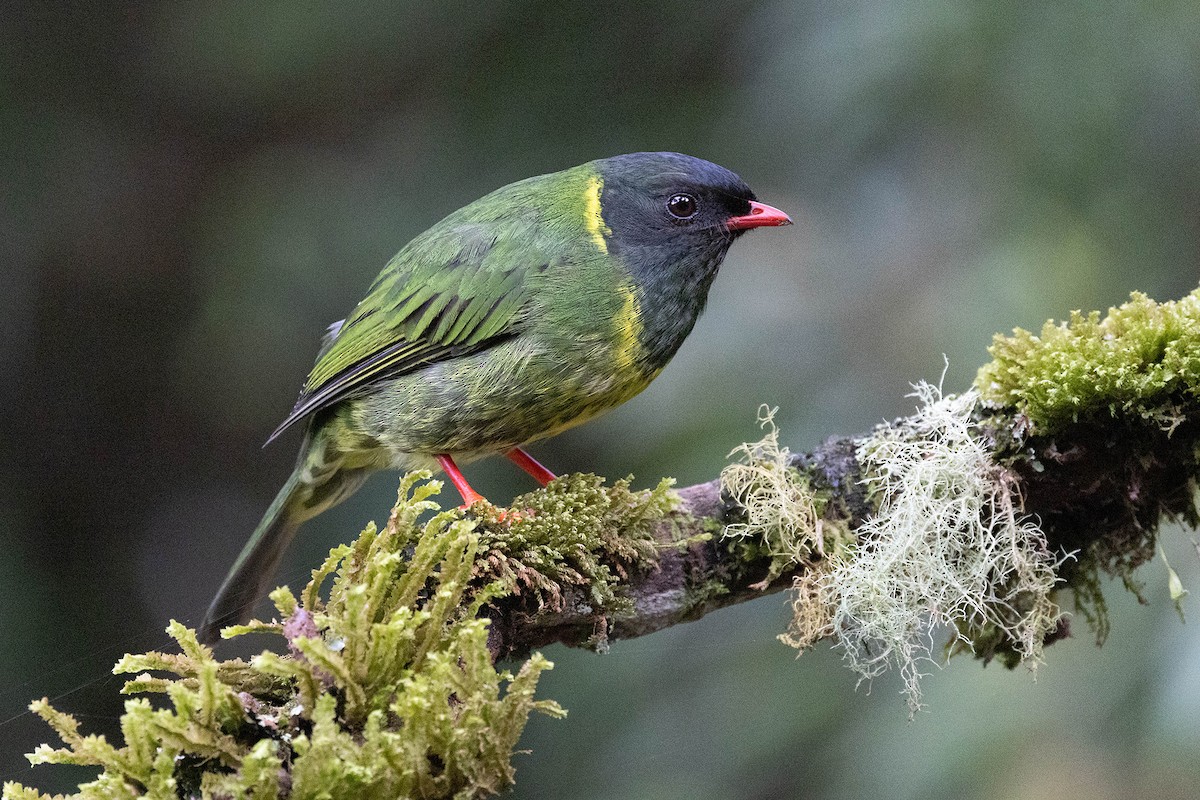 Green-and-black Fruiteater (Green-and-black) - Ryan Shaw