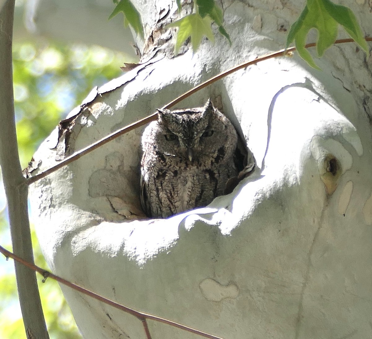 Whiskered Screech-Owl - ML619733328