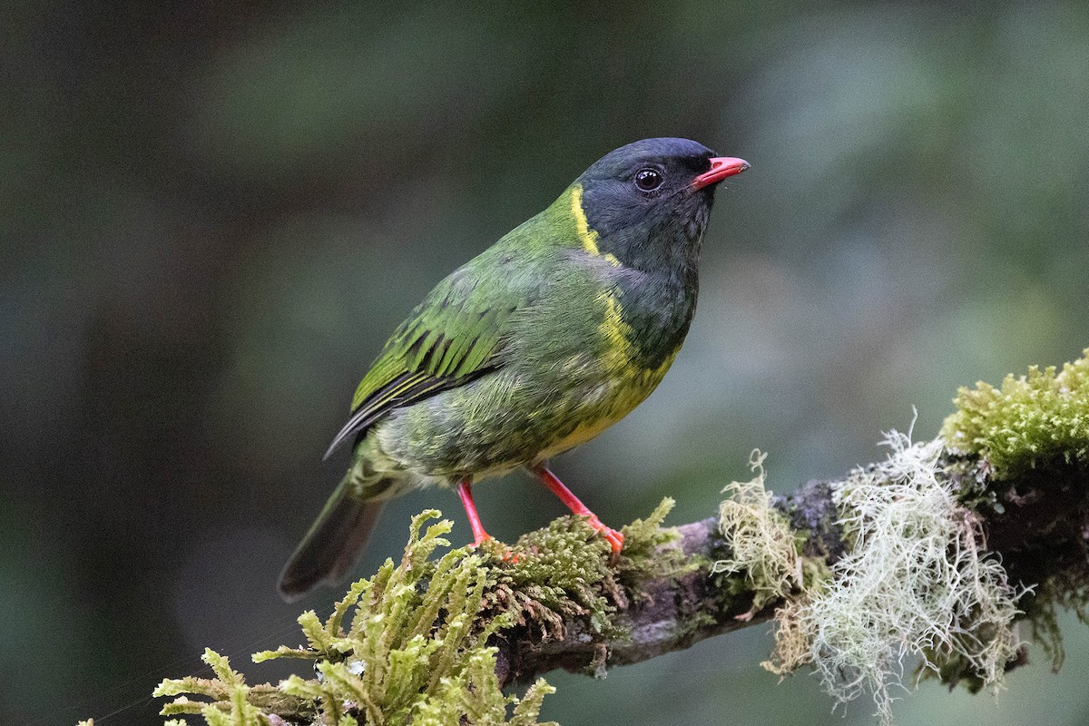 Green-and-black Fruiteater (Green-and-black) - ML619733330