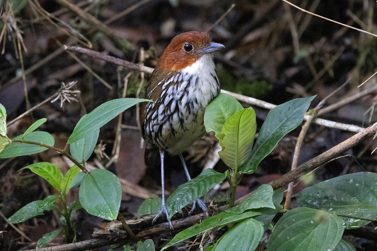 Chestnut-crowned Antpitta - Ryan Shaw