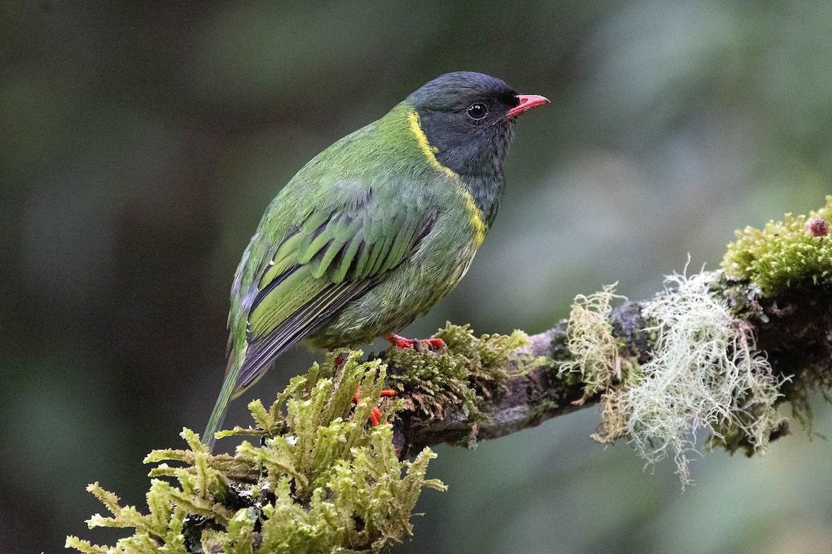 Green-and-black Fruiteater (Green-and-black) - ML619733352