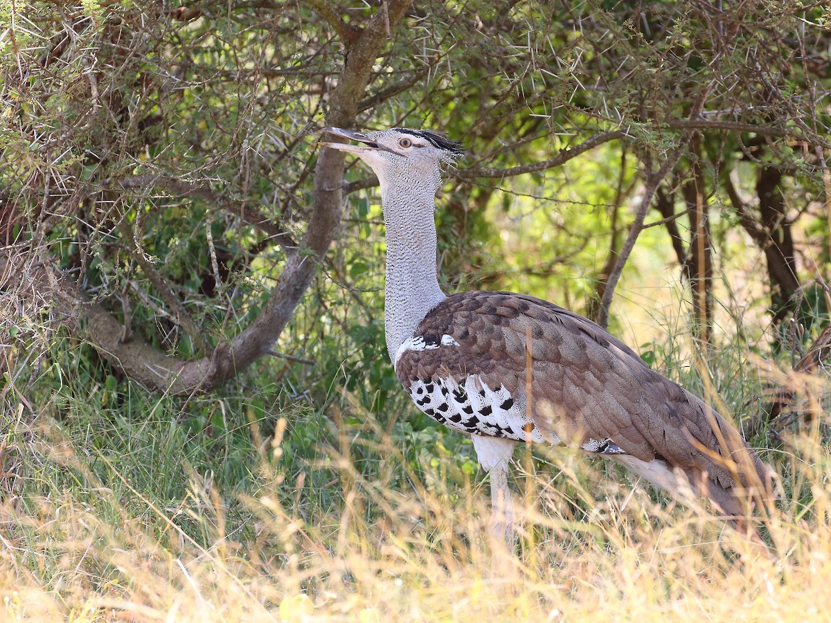 Kori Bustard - ML619733364