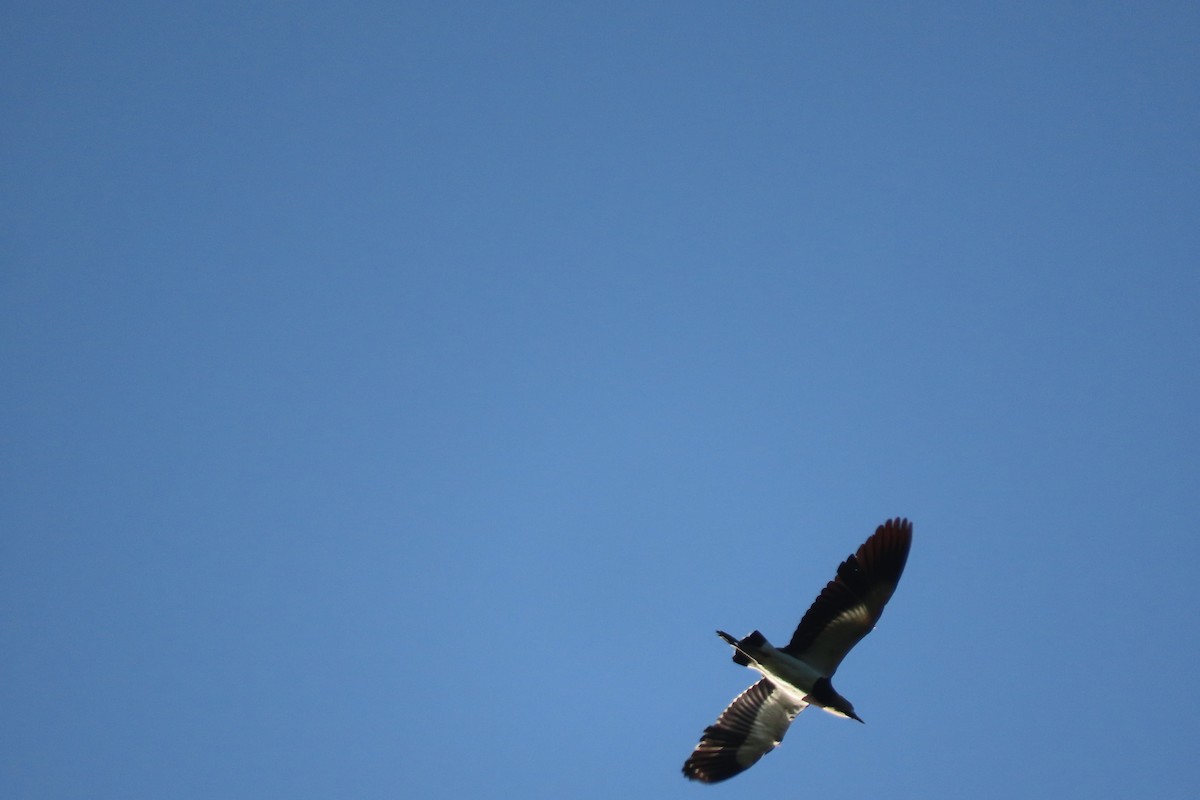 Southern Lapwing - ML619733365