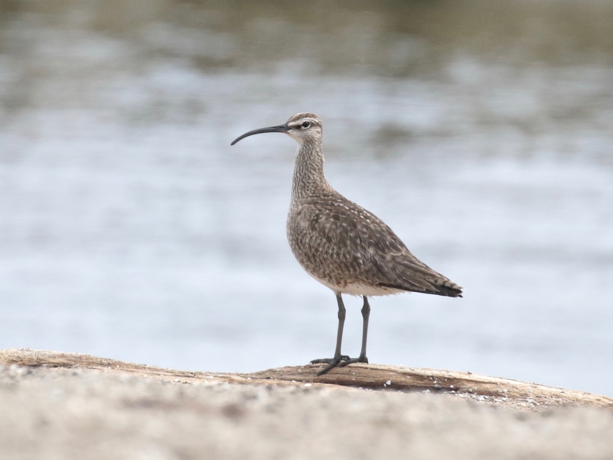 Whimbrel - ML619733378