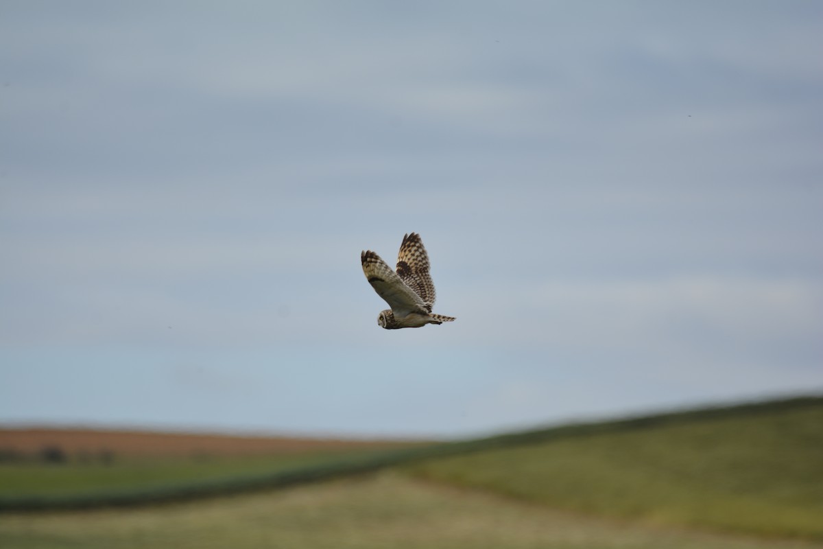 Short-eared Owl - ML619733392